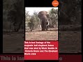 Massive 8 000 KG Elephant In Tanzania The World S Largest Elephant Elephant Massive 8 000 KG Elephant In Tanzania The World S Largest Elephant Elephant