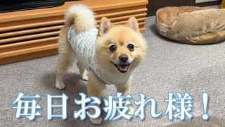 疲労困憊の飼い主を励ましてくれる愛犬の姿に、胸が締め付けられました…