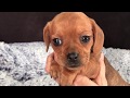 Sherry, Queen Elizabeth Pocket Beagle: Pixiebeagle