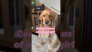 Is my dog a good girl?  #dogshorts #goldenretriever #doglife #puppies #puppyvideos #dogs #puppy