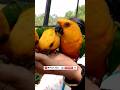 Fundera birds park yelagiri | #ytshorts #shortsfeed #funderapark #birdspark #shortsvideo #travelvlog