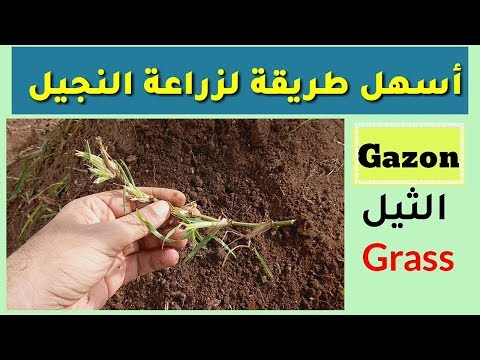 فيديو: ازرع عشبًا منزليًا - زراعة العشب في الداخل - البستنة تعرف كيف