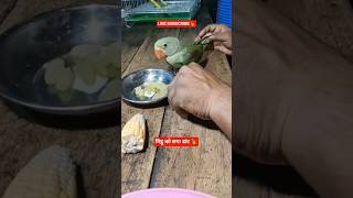 #parrotbaby #cute #bird #sweetparrot #parrot #parrottalking #shorts