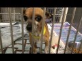 Little older Chi needs help desperately