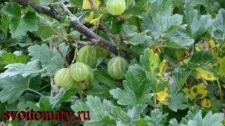 видео Крыжовник: полезные свойства, калорийность и вред