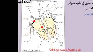 الحركة الذاتية للقلب للسنة أولى ثانوي