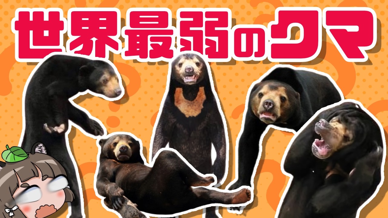 【不憫】マレーグマという変なクマについて知って下さい…