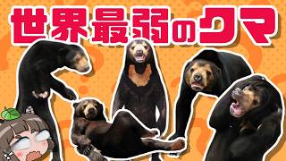 【不憫】マレーグマという変なクマについて知って下さい…