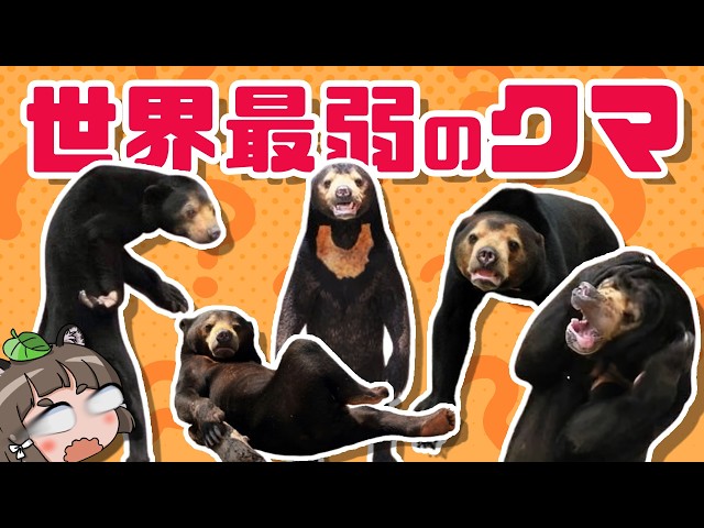 【不憫】マレーグマという変なクマについて知って下さい…