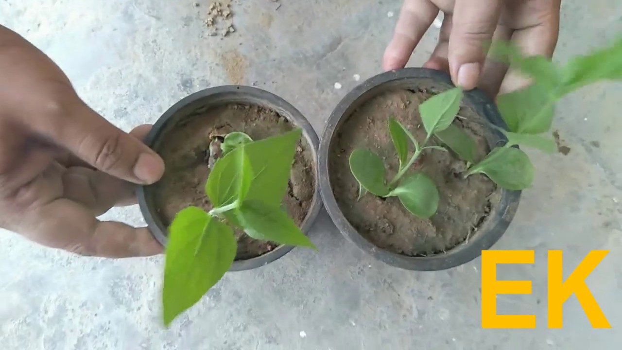How To Grow Shiuli Harshringar Night flowering Jasmine Parijat From How To Grow Shiuli Harshringar Night flowering Jasmine Parijat From