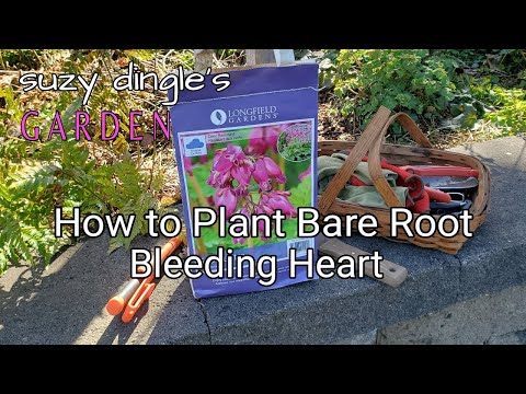 Video: Het planten van een bloedend hart met blote wortel: tips voor het planten van bloedende hartplanten met blote wortel