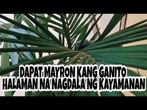 Video: Mga Houseplant Na Nakakaakit Ng Kayamanan Sa Iyong Bahay