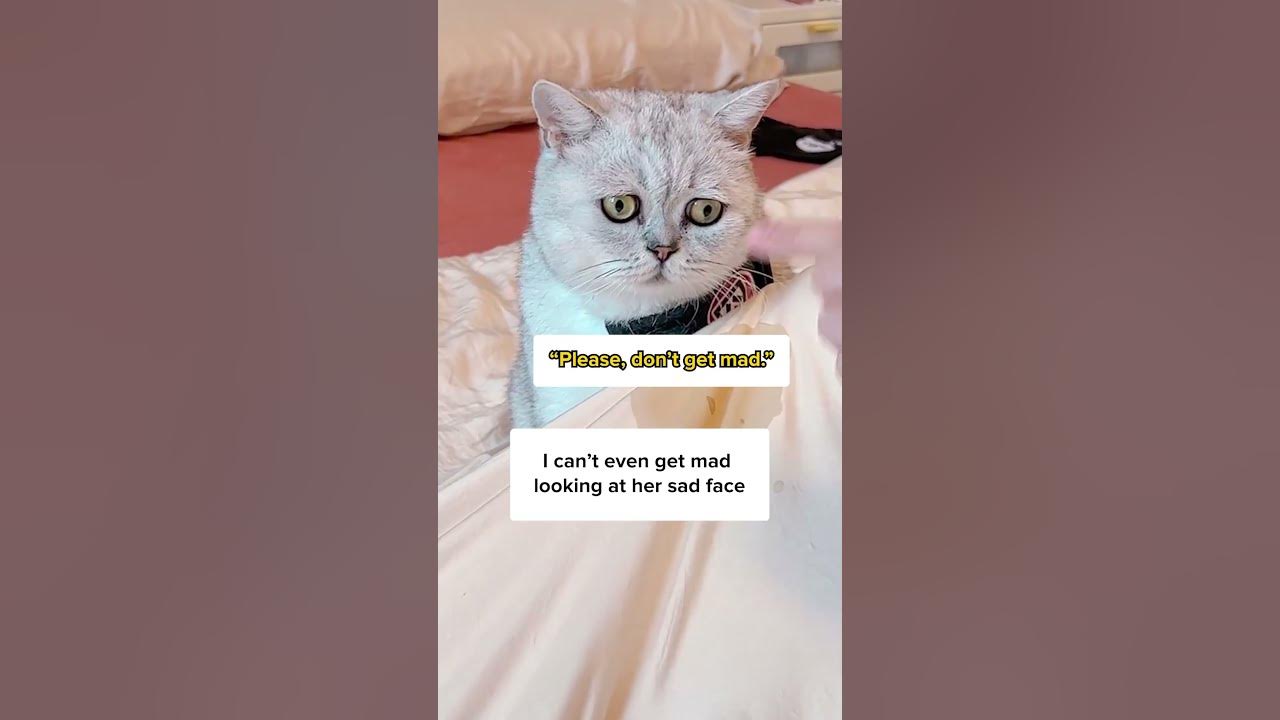 This Sad Cat Just Peed On My Bed… 😭🐈⬛, حجم الصورة 1280x720