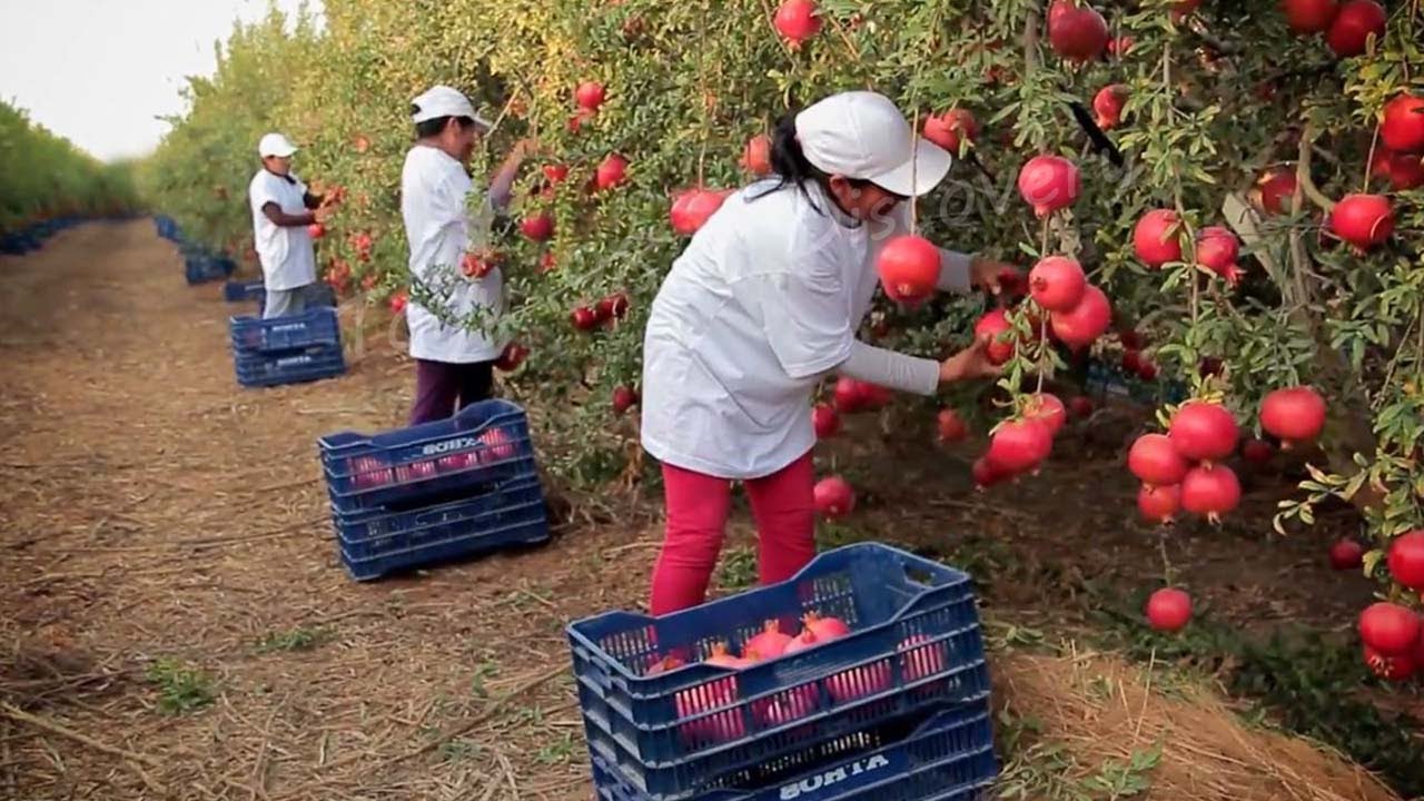 ⁣Harvest And Process Hundreds Of Tons Of Pomegranates - Modern Agricultural Technology