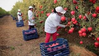 Harvest And Process Hundreds Of Tons Of Pomegranates - Modern Agricultural Technology screenshot 1