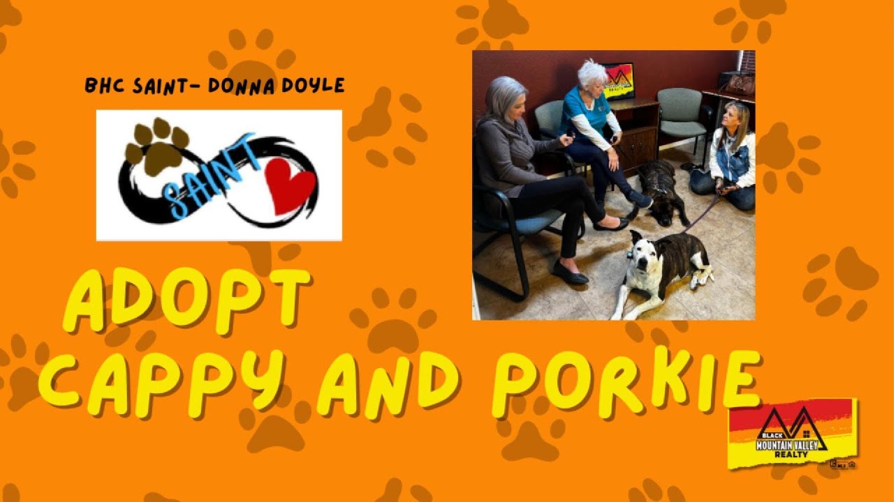 Two abandoned senior dogs need a home . Adopt them for free paid by BMVR