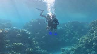 UNICEF house reef dive in Shark's Bay. Part II.