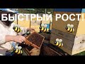 Ускоренное развитие весной/пасека 2018/ в пчелосемьях/Апрель