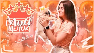 Я ЗАВЕЛА ЩЕНКА🐶🥰МОПСИК- Taddy🧸 СБЫЛАСЬ МОЯ МЕЧТА✨😇