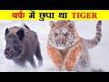 SIBERIAN TIGER  का हमला इतना खतरनाक क्यों होता है ? WHY SIBERIAN TIGER ATTACK IS SO DANGEROUS ?