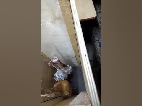 Вяленый гусь по Татарски 3 - YouTube