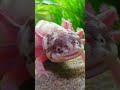 Help axolotls.