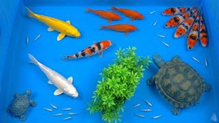 Lepas ikan, ikan koi, ikan mas, ikan koki, ikan hias, ikan lele, ikan cupang, kura kura part.13