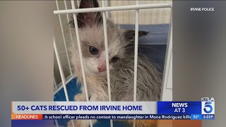 Breeding suspected after dozens of expensive cats was rescued from Irvine home