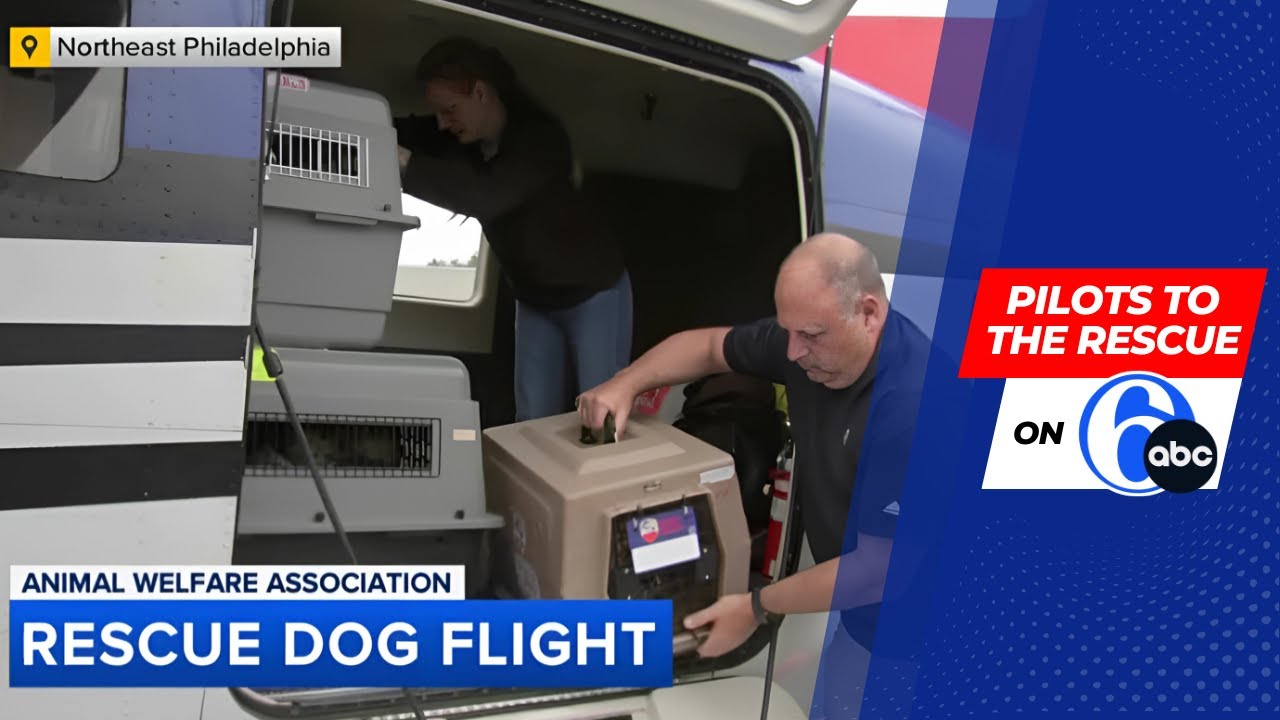 15 Shelter Dogs Rescued from Texas Arrive in Philadelphia | Featured on 6ABC News 🐶✈️