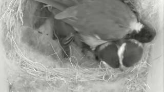 2016-06-04 http://birdbox.live [1/4]