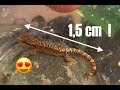 J'ai des bébés geckos ! (lepidodactylus lugubris)