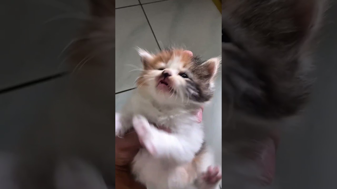 meow.. kitten.. sound.. 