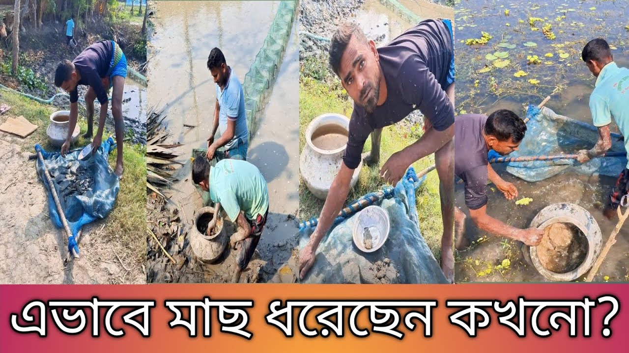  কাদা পানির মধ্যে মাছ ধরার অসাধারণ দৃশ্য দেখুন। 