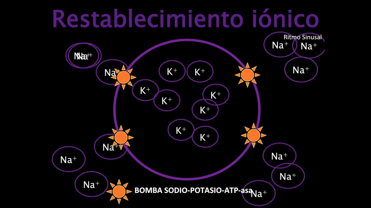 Potencial de Acción/Bomba Sodio Potasio YouTube