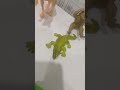 crocodile tra rarra