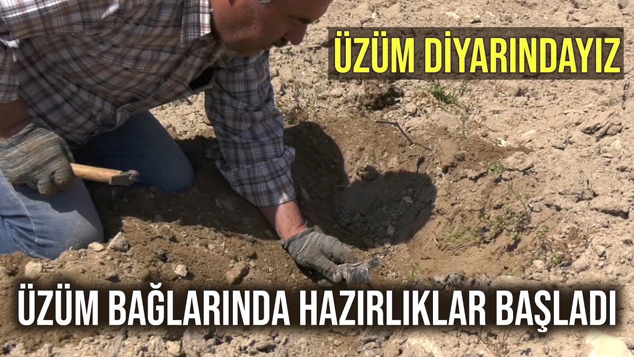 Üzüm Bağlarında Hazırlıklar Başladı - Bizim Köy
