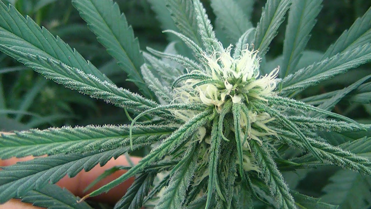 Green Ninja's Medical Cannabis Review: Blue Speed Ball (Sativa)