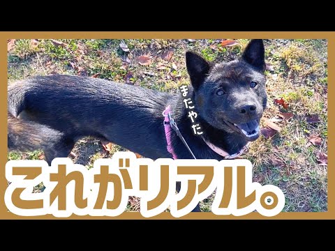 甲斐犬を飼う前に知っておきたい！有り余る体力を消費するリアルな散歩コース紹介《前編》