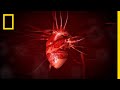 Understanding the Heart and Circulatory System