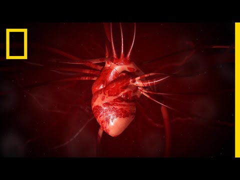 تصویری: آیا قلب یک عضو است؟
