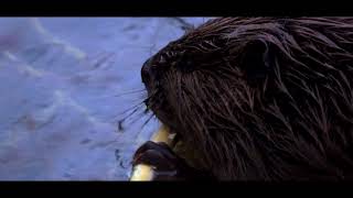 Beaver just relaxing
