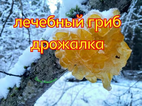 Лечебный гриб дрожалка оранжевая и рецепты Orange medicinal mushroom