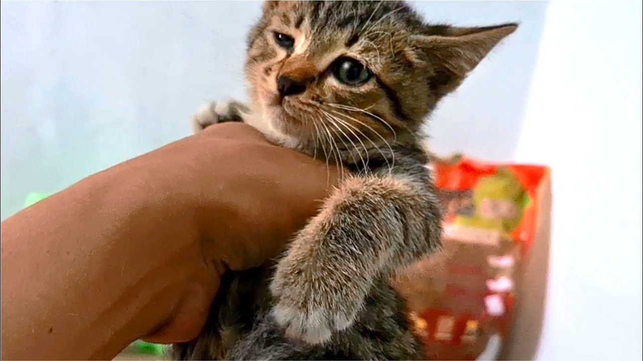 Poor Kitten Hits Her Head When Playing Too Hard Cats Meowing YouTube