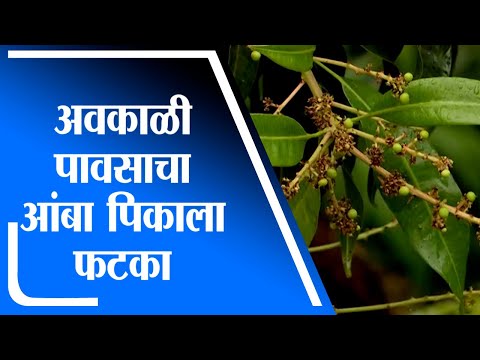 Ratnagiri | अवकाळी पावसाचा आंबा पिकाला मोठा फटका, मोहर गेले गळून - tv9