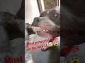Most Powerful Dogs In The World Bulley Pitbull Facts Dogfacts Dogbreed Shorts Pets Petlover 