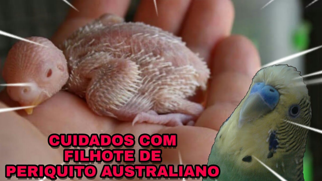O Que Filhote De Periquito Australiano Come