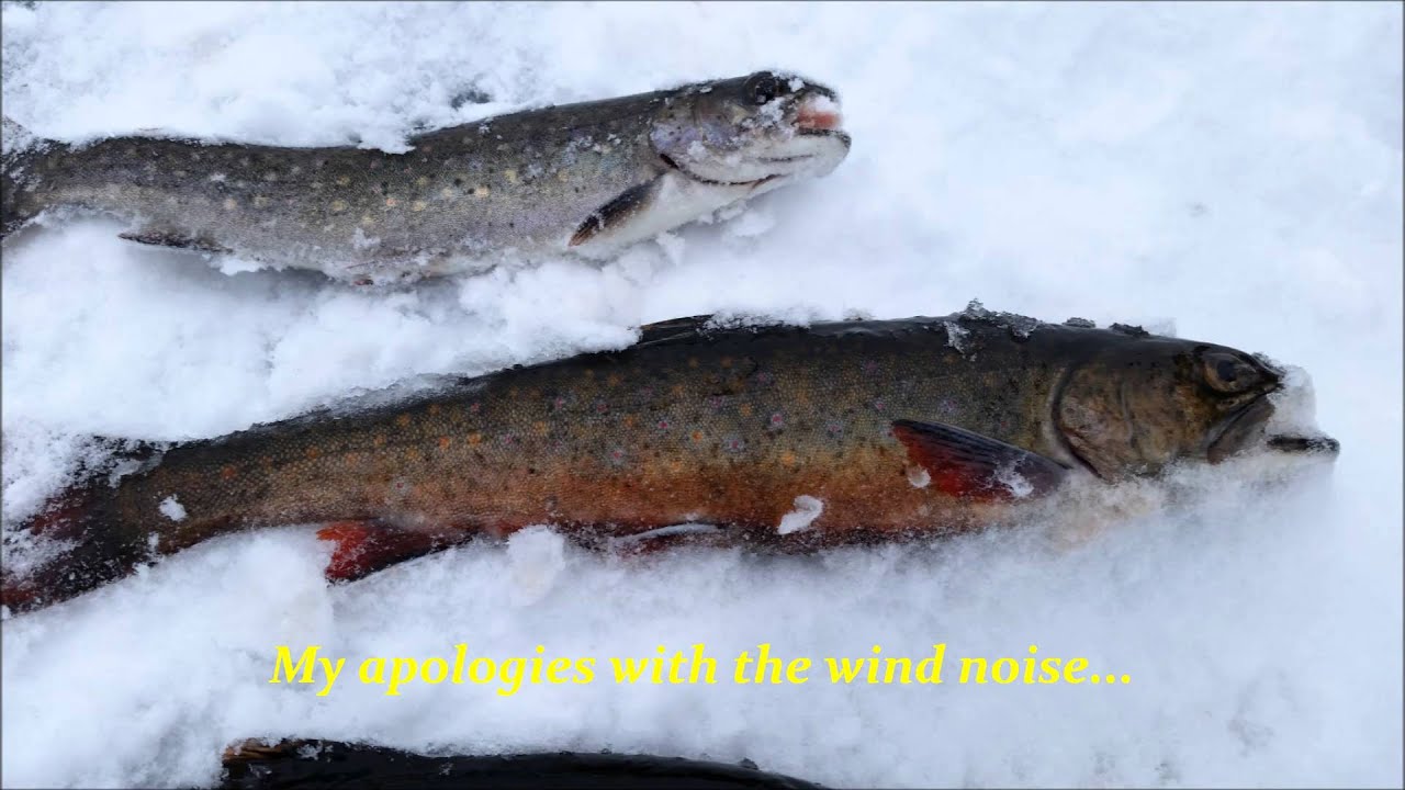 Ice Fishing For Brook Trout YouTube