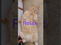 Flash Says: If You’re Seeing This… It’s Time to Relax