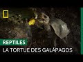 Limpressionnante tortue gante des galpagos plus lourd reptile terrestre