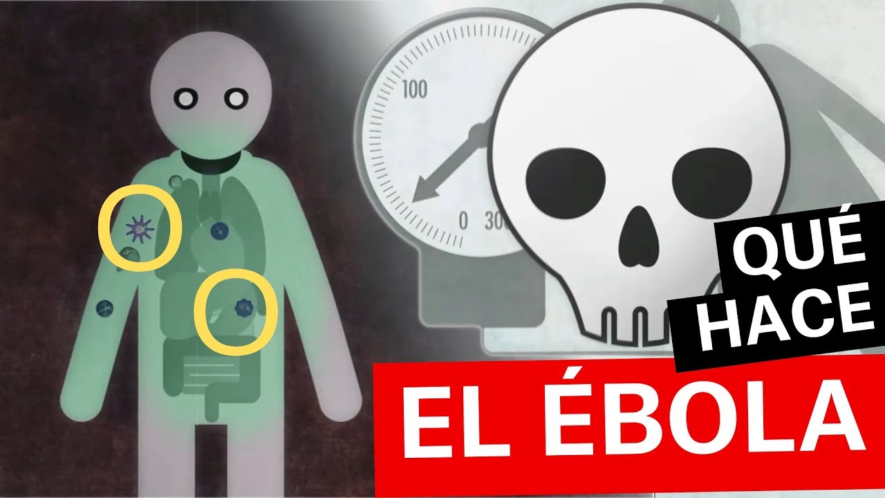 ¿Qué es el virus del Ébola? Síntomas y cómo se contagia - YouTube